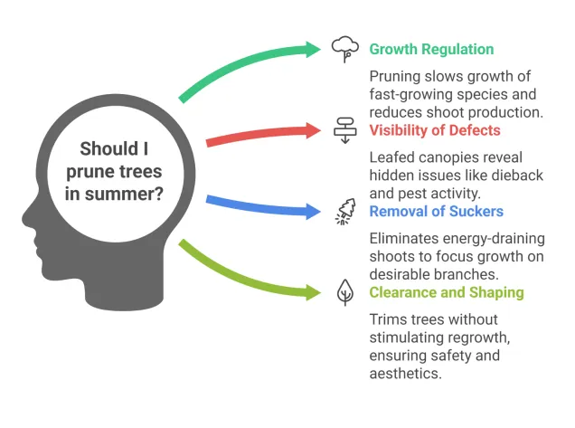 prune trees in summer