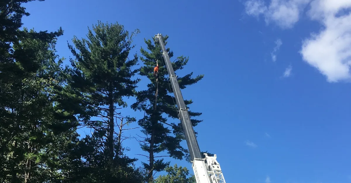 Emergency tree service crew removing fallen tree after storm in Lynn, MA