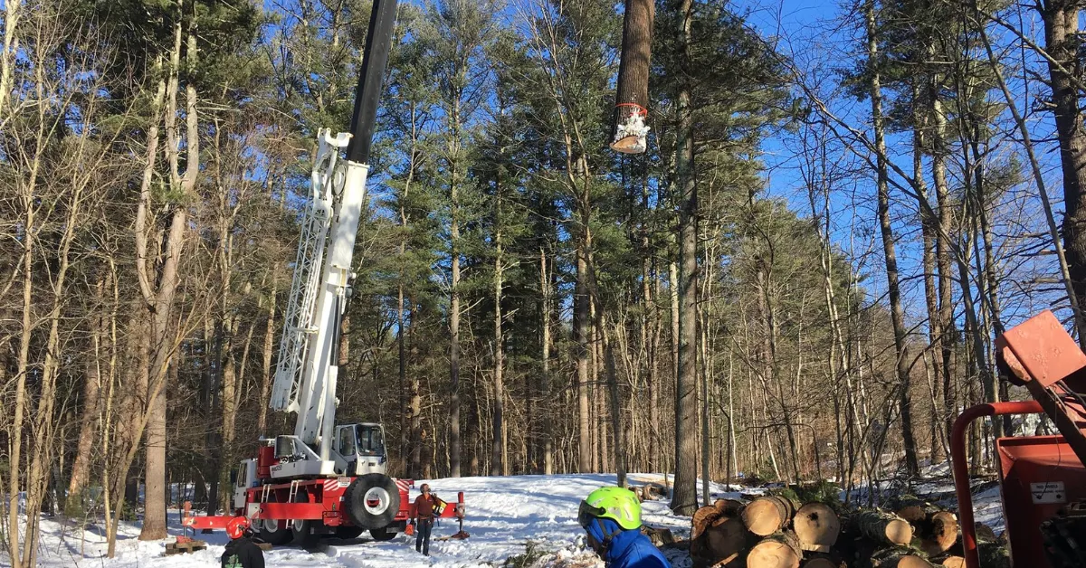 Crane lifting an 80-ft tree near home in Lynn, MA, to prevent property damage