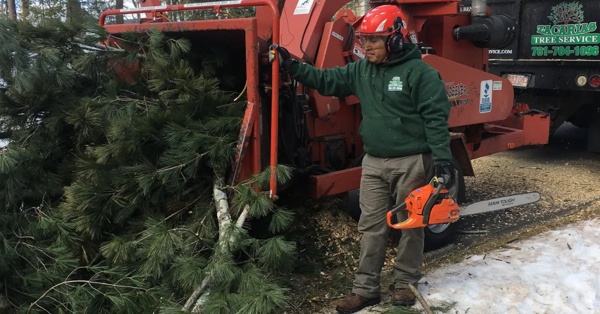 Infographic listing six parts of tree service planning, including misconceptions, the service process, provider evaluation, budgeting, safety standards, and decision-making