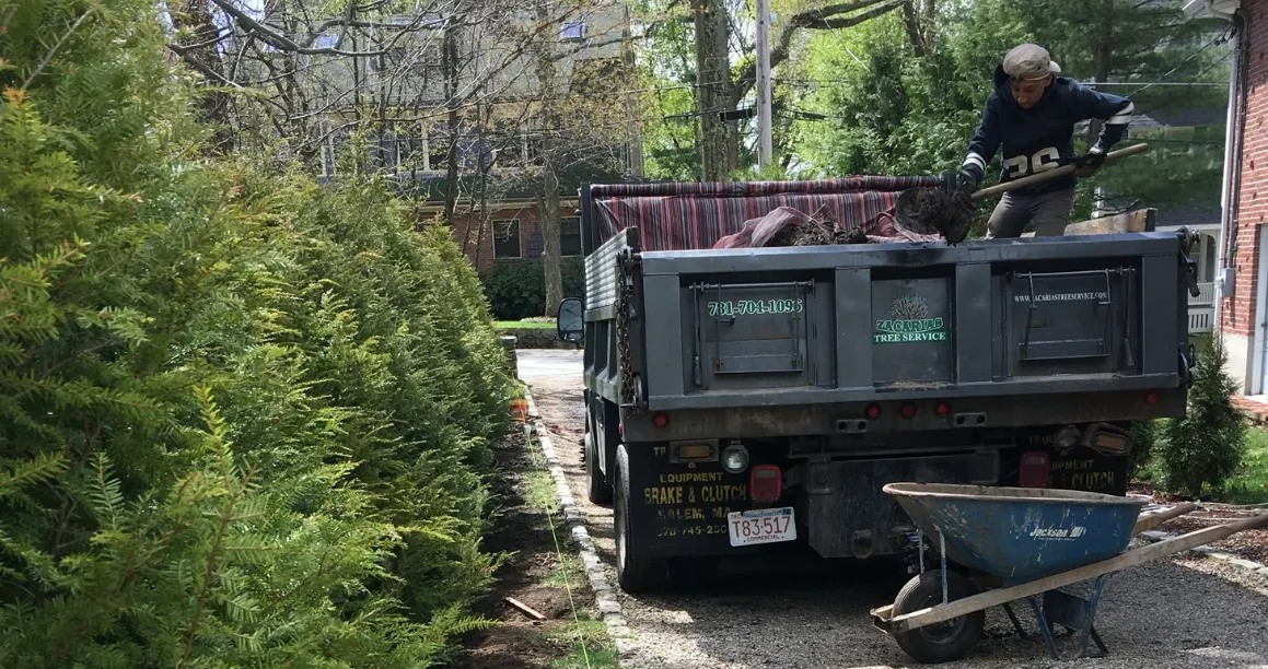 tree removal