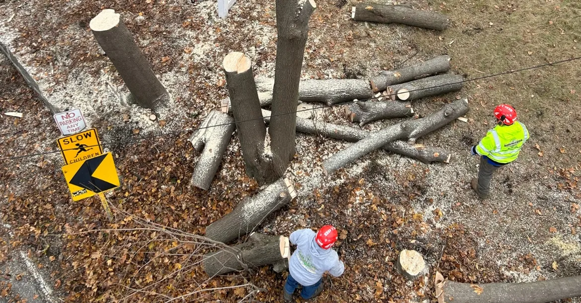 tree trimming