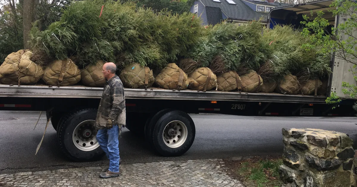 Certified arborist planting a tree in Lynn MA backyard