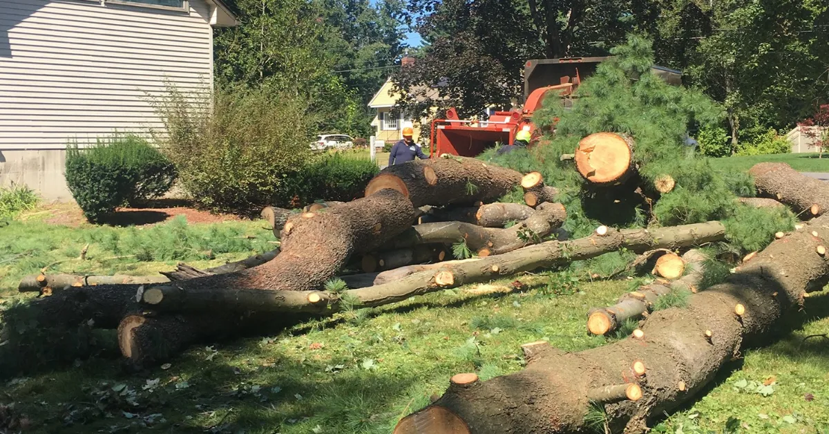 Crane-assisted tree removal in Lynn, MA by licensed, bonded, and insured arborists