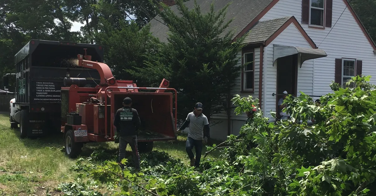 Diagram showing seasonal tree pruning calendar with labels for winter, spring, summer, and fall pruning practices.