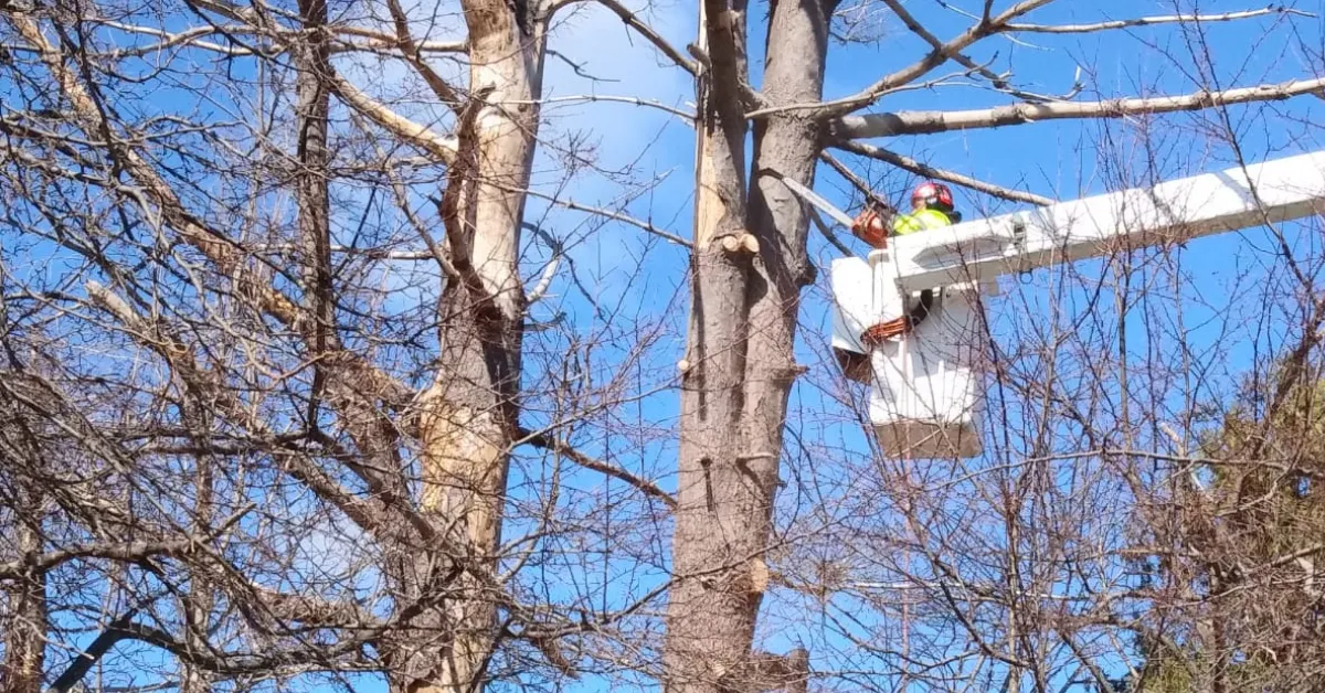 Certified arborist performing tree trimming in Lynn, Massachusetts residential yard